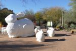 PICTURES/Desert Botanical Gardens - Wild Rising Cracking Art/t_Rabbits3.JPG